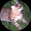 purelypurrfect